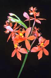 epidendrum ibaguense thumbnail graphic